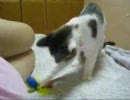 汚い裏庭で子猫が産まれてた２３