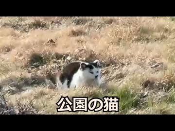 2026セルフバレンタインチョコと公園のネコ