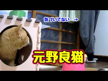 気づかれない【元野良猫】