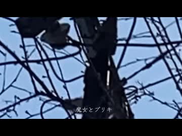 魔女とブリキ / こちぇ