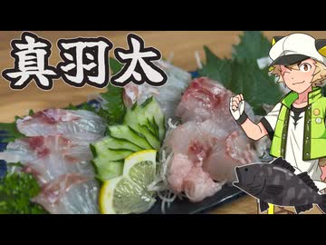 真羽太を食べる虎太郎