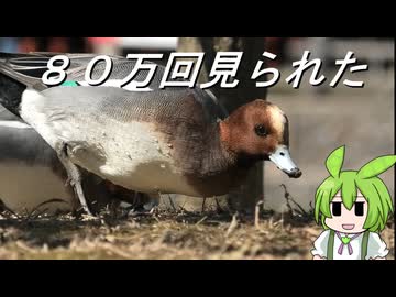 【令和7年度カモケツ投稿祭】ヒドリガモは癒しをタイムラインにもたらしてくれる【お礼参り】