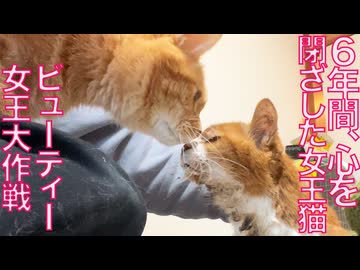 ６年心を閉ざした女王猫、ビューティー大作戦