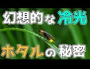 ホタルはなぜ光る？発光の仕組みと恋の秘密を科学的に解説