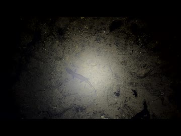 セトウチサンショウウオ