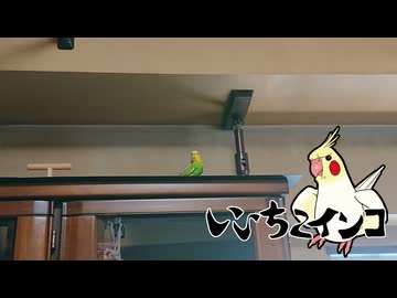 お地蔵さんになるチビ太(保護施設からお迎え5日目