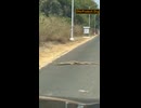 や じ ゅ ま ん と 見 るヘビ