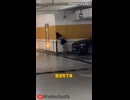 や じ ゅ ま ん と 見 る驚き