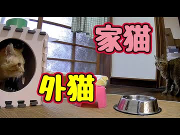 仲悪い訳では ないんですが【元野良猫】