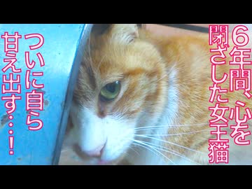 ６年間心を閉ざした女王猫、自ら甘え出す