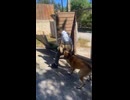 や じ ゅ ま ん と 見 る番犬