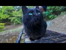 【朗報】山奥の休憩所、黒猫が常駐してて疲れた人間を回復させてくれる件