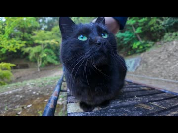 【朗報】山奥の休憩所、黒猫が常駐してて疲れた人間を回復させてくれる件