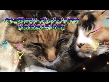 おネコ様メモリーズ(レジェンド)です(2026年2月25日)