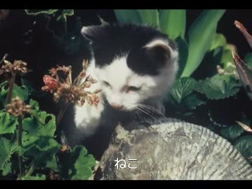 【オリジナル】みるきーきるみー