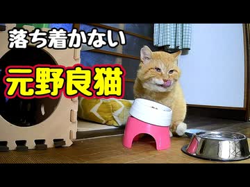 そそくさ退散【元野良猫】