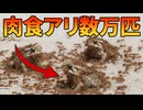 何万匹もの肉食アリを外来種駆除に利用した衝撃の結果！！【生物解説】
