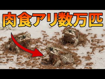 何万匹もの肉食アリを外来種駆除に利用した衝撃の結果！！【生物解説】