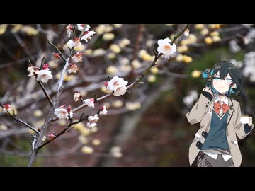 宮舞モカのすばらしき休日 Part18 吉野梅郷と池上梅園