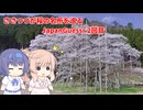 【CeVIO実況】ささつづが桜を巡るJapanGuessr 2回目