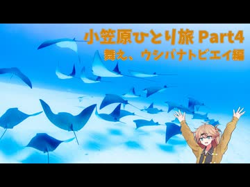 【旅動画】小笠原ひとり旅　Part4～舞え、ウシバナトビエイ編～