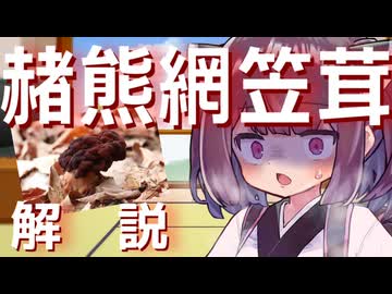 東北きりたんの毒キノコ解説『シャグマアミガサタケ』