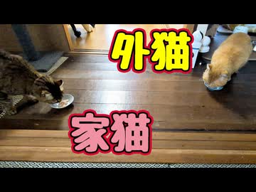 仲良く？ちゅ〜る【元野良猫】