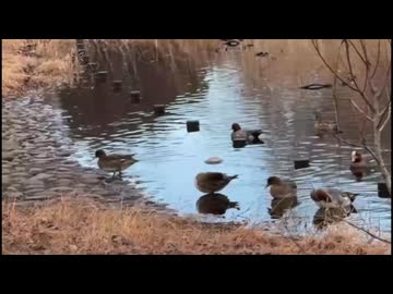 かわしまVlog  見沼自然公園＆大宮編