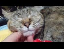 拾いねこ＠生後4951/876日目　おねむなふたり。
