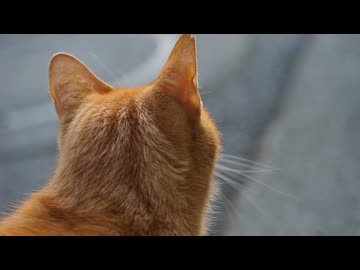 キンタ、また会おう