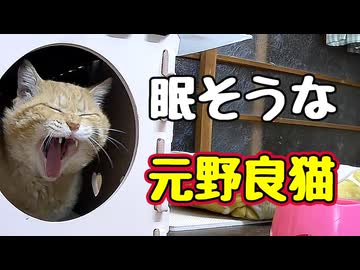 寝ときゃいいのに【元野良猫】