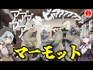 【ガレージキット】闘うマーモットとびっくりマーモット作ってみた！【WF2026W】