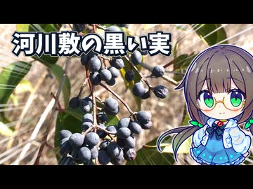 冬に生りまくるたわわな実をお茶にする