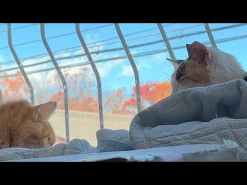 オス三毛猫とボス猫、共に最期に見た青空