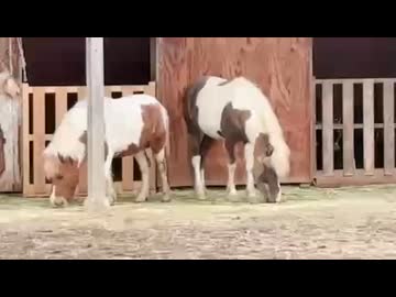 長浜の馬