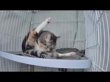 猫【まったり】寝る前のグルーミング