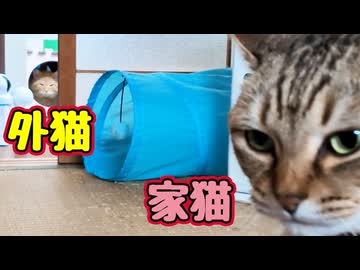 なんか お話してたみたいですが…【元野良猫】