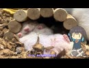 [日帰り旅行祭N 2026]アニマルカフェで癒されてきました