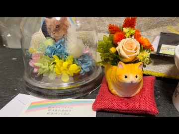 みんなに愛されたボス猫、その火葬のあと