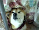 寝相ぐだぐだ