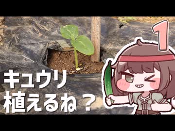 キュウリ植えてもいいですか？１