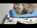 【GUMI・花響琴】Happy Birthday to You（愛猫6歳記念）