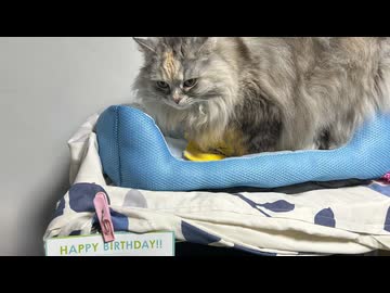 【GUMI・花響琴】Happy Birthday to You（愛猫6歳記念）