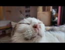 高音質 ソラちゃんのクルクル 3時間 32bit float