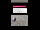 自己複製型mRNA狂犬病ワクチンの恐怖！2026年時点でヒト臨床試験進行中…種を超えた遺伝伝達リスクと長期安全性未検証の衝撃