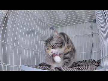 【留守番】カメラを気にせず必死に顔を洗う猫