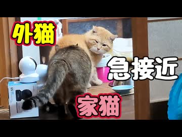 【元野良猫】ごはん食べてたら…