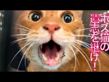 闘病ベテラン子猫、ボス猫の遺志を継ぐ皮下輸液