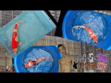 見てください、これが僕の親鯉（チ〇ポコ）です