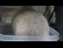デグケツ